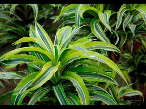 Видео: #Драцена1 #Dracaena1 Houseplants76 Комнатные растения76 Decorative plants Декоративные растения