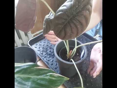 Видео: Алоказия "Red Secret", "медная" пересадка 🌱🪴, интересная находка 🔥👍👀!