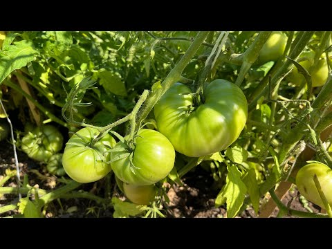 Видео: Қызанақ. Қызанақ өсіру. Қызанақ өсіру барысы.