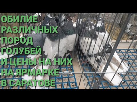 Видео: Разнообразие пород голубей и цены на них на ярмарке в Саратове. Bird Market. Pigeon Fair. Рigeons.