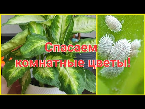 Видео: СПАСАЮ КОМНАТНЫЕ РАСТЕНИЯ!КАРДИНАЛЬНЫЕ МЕРЫ!ДИФФЕНБАХИЯ/МУЧНИСТЫЙ ЧЕРВЕЦ