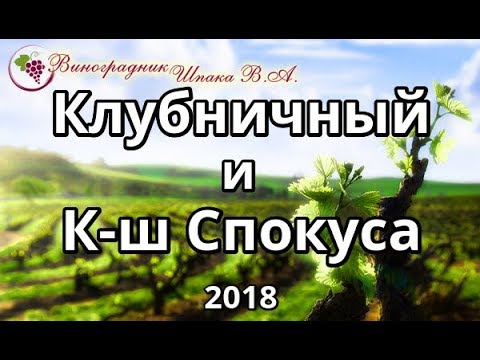 Видео: Клубничнй и к-ш Спокуса урожая 2018 года