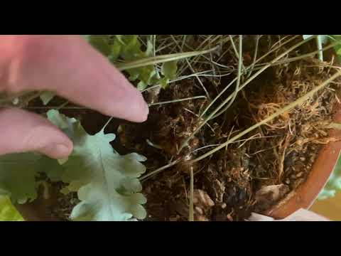 Видео: Папоротники (Флебодиум) уход в зимний период