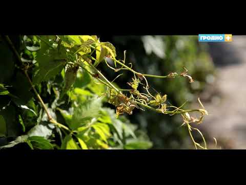 Видео: Улица 17 сентября. Свидание с городом. Выпуск 39