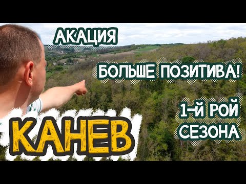 Видео: ЧТО С АКАЦИЕЙ В КАНЕВЕ? | ПРОГНОЗЫ | БОЛЬШЕ ПОЗИТИВА