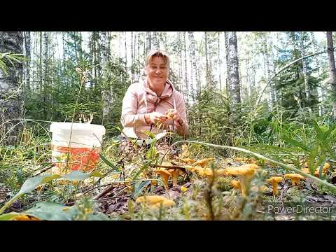 Видео: Лес , 🍄Грибы , Вот это я понимаю прогулка , Если Донесла,  Ступить некуда