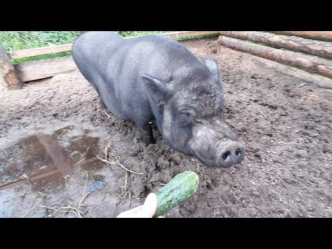 Видео: Вьетнамские свиньи. Перехожу на сезонное содержание. Хряк через 3 месяца после кастрации.