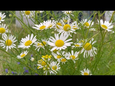 Видео: Vlog, куда пропала, жалуюсь на доставку, 🙈, открытки, мало времени