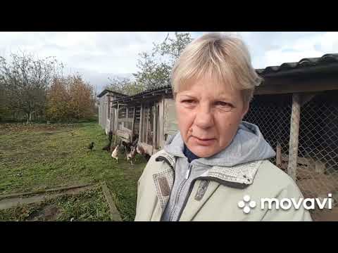 Видео: ЖИВЕМ В ДЕРЕВНЕ/ БЕЛАРУСЬ.Куры дуры😁😁😁Хотя сама виновата...