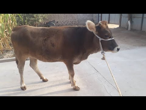 Видео: ТАМОМ ФАРХОР АРЧАШ САВДОШИД. 31 октября 2025 г.