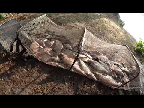 Видео: Ловим много рыбы на фидер. Не успеваю работать с кормом. Чигиринское водохранилище