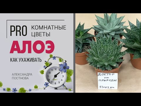 Видео: Алоэ - полезные растения? | Растения против насилия | Вся правда об алоэ