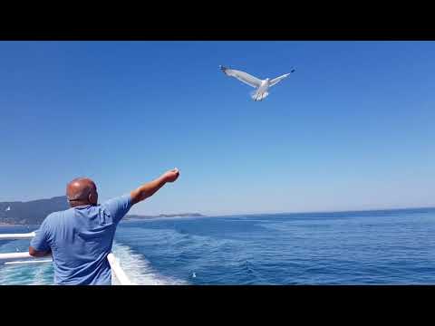 Видео: Летять нибы чайки....