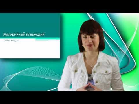 Видео: Малярийный плазмодий. Онлайн подготовка к ЕГЭ по Биологии.