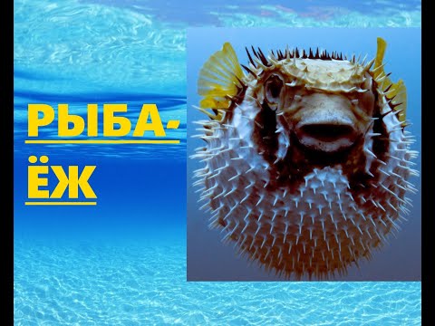 Видео: РЫБА-ЁЖ. Развивающее видео