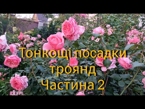 Видео: Ч.2 Тонкощі посадки троянд. Саджанці від Наді Панасюк та Олі Матіяшек