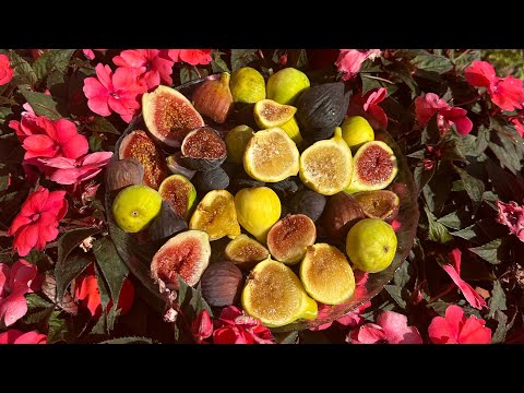 Видео: Інжири у контейнерах : Ронд де Бордо , Шампань, Олімпіан, Тейде та інші .