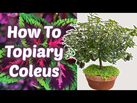 Видео: Как топиарить колеус