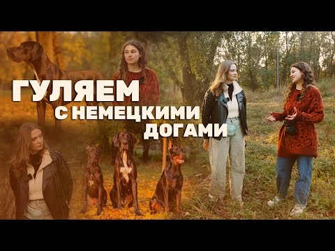 Видео: #5 Гуляем с немецкими догами | Настя, Сола и Квинта | Интервью с хозяйкой дога