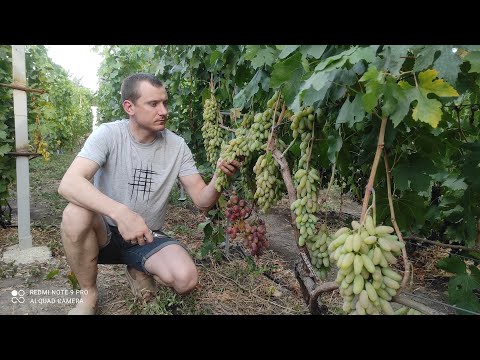 Видео: Виноград Бананчик розовый, Купидон, Ламборджини и Аватар на 27.08.2024