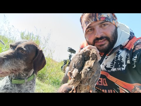 Видео: ԼՈՐԻ ՀԱՋՈՂՎԱԾ ՈՐՍ / УДАЧНАЯ ОХОТА НА ПЕРЕПЕЛА / quail hunting / lori vors  #hayvorsord #հայորսորդ