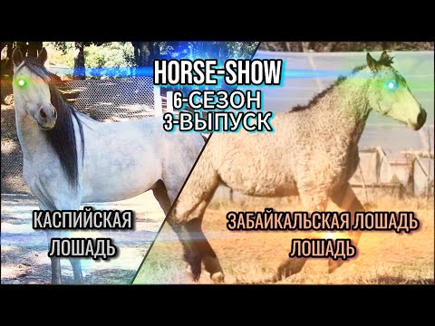 Видео: 🐴Horse-Show🐴 6-СЕЗОН 3-ВЫПУСК (КАСПИЙСКАЯ И ЗАБАЙКАЛЬСКАЯ ЛОШАДЬ)