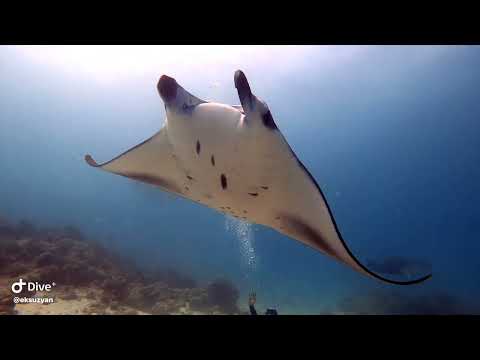 Видео: Мальдивы 2025. Дайвинг тур на остров Расду(Rasdhoo)1 часть.