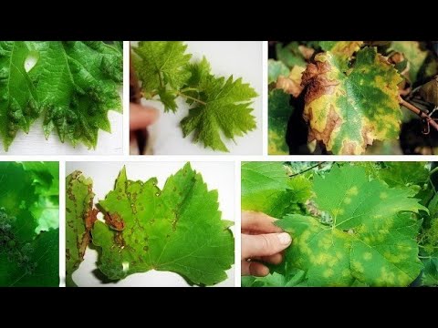 Видео: Чем опрыскать виноград от болезней (ОИДИУМ, МИЛДЬЮ, АНТРАКНОЗ, ГНИЛИ)