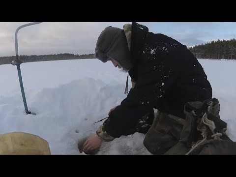 Видео: Они атаковали Из первой лунки  Зимняя рыбалка Карелия