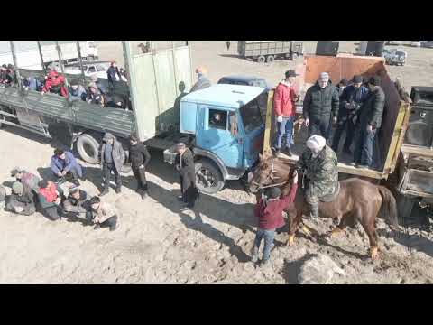 Видео: Шардара ауданы Достық ауыл Раманқұл Ғанидың Көкпар тойы 10.02.2022 жыл