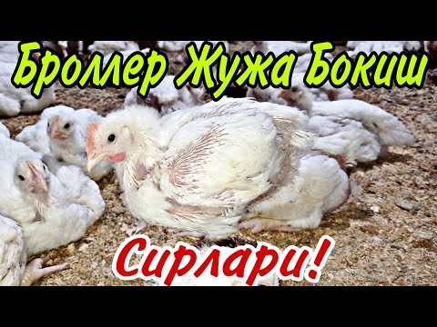 Видео: Броллер Жужа Бокиш Сирлари! Яхши Даромад 🐔🐔🐔 // Broller Juja Boqish Sirlari ! Yaxshi Daromad Qilish🐔