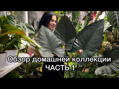 Видео: ОБЗОР домашней коллекции растений🌱ЧАСТЬ 1