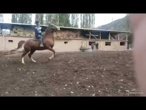 Видео: МАНА БУНИ ТУЛПОР ДЕСА БУЛАДИ
