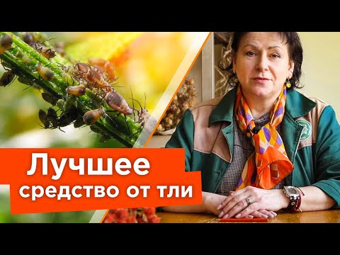 Видео: ТЛЯ? ЗАБУДЬТЕ О ЕЕ СУЩЕСТВОВАНИИ! Избавилась от тли без химии и не потратила ни копейки