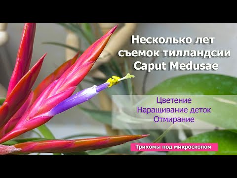 Видео: Размножение атмосферной тилландсии в домашних условиях. 🌼Цветение tillandsia Caput Medusae