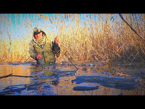 Видео: Охота на утку во льдах. Мороз, пришла северная утка. Первый лёд 2018.