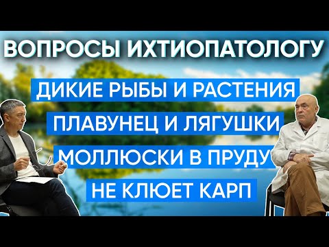 Видео: Вопросы ихтиопатологу. Моллюски в пруду. Дикие рыбы и растения. Амур против камышей. Раки в пруду.