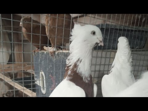 Видео: 18 октября 2025 г. Андижанские голуби узбекские голуби