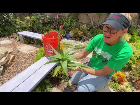 Видео: Прогулка по среде в саду суккулентов Лоры, июнь 2021 г.