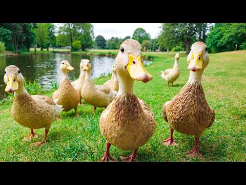 Видео: Радостные утки собираются у воды 🦆 Спокойная музыка, которая поднимет вам настроение и снимет стр...