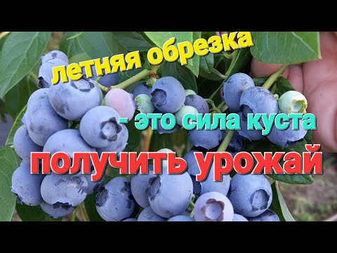 Видео: 2) Летняя обрезка голубики - ЗАЛОГ УРОЖАЯ 