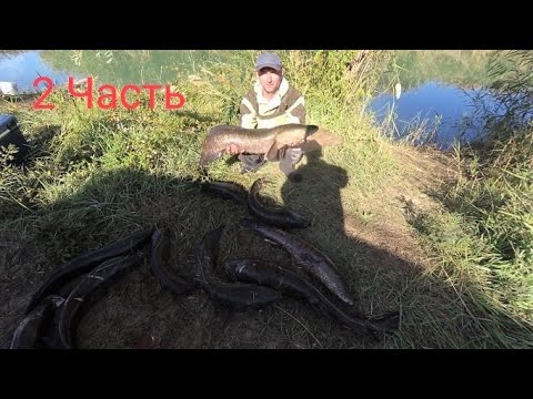 Видео: ГИГАНТСКИЕ ЗМЕЕГОЛОВЫ АТАКОВАЛИ НАШУ НАЖИВКУ. ПОЙМАЛИ ЗОЛОТУЮ РЫБКУ !!!