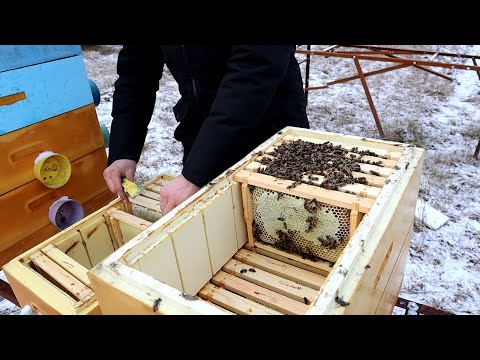 Видео: Зимівля нуклеусів. Ризикований експеримент із кормами/ Зимовка нуклеусов. Рискованный эксперимент