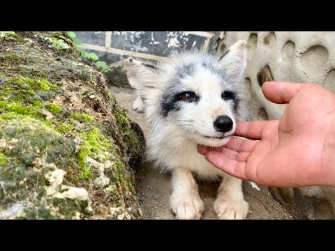 Видео: Я был поражен! После того, как я отпустил маленькую лису 🦊 в лесу, она вернулась сама. 🥰😘❤🦊👍👍👍