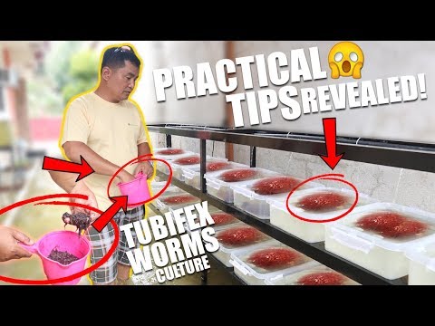 Видео: УСТАНОВКА КУЛЬТУРЫ TUBIFEX