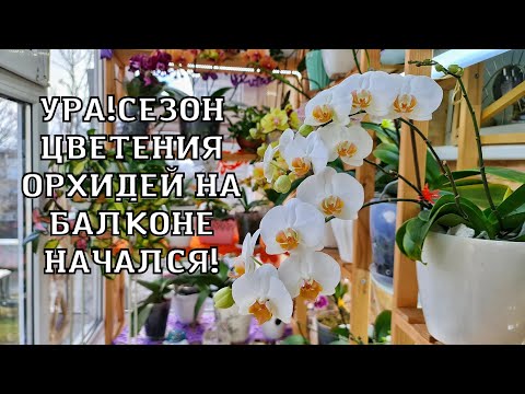 Видео: Обзор цветения орхидей на балконе.Декабрь.Начало волшебства. Домашнее цветение орхидей.