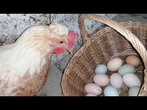 Видео: Погода помешала. Что будет дальше. 