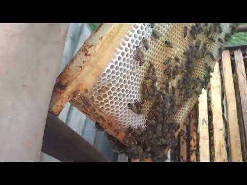 Видео: Как отделить рапсовый мёд от акациевого, очень легко нет проблем