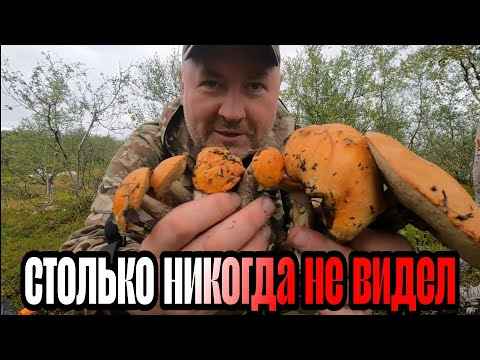 Видео: ТОННЫ ГРИБОВ в тундре. Разведал НОВОЕ озеро.
