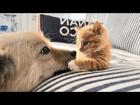 Видео: Пёс спас в траве осиротевшего котёнка и стал его заботливым отцом, сопровождая, как он рос.